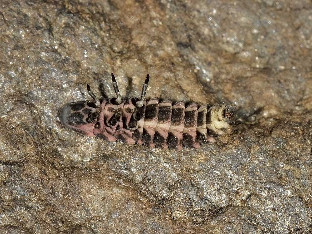 Lampyridae: larve di Luciola sp. e di Lampyris noctiluca